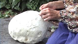 Edible Mushrooms Giant Puffball [upl. by Yentruoc850]