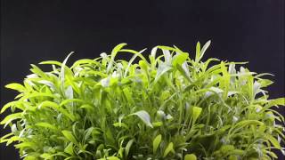 Tarragon TimeLapse  Plant Growing [upl. by Nerrag693]