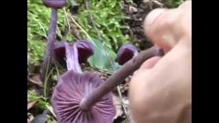 Laccaria amethystina  Conoscere i funghi 06092014 [upl. by Neelyk38]