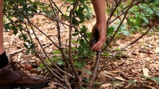 How to Prune Bushes amp Shrubs  Lawn amp Garden Care [upl. by Capps]