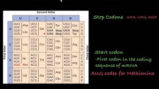 The Genetic Code how to translate mRNA [upl. by Virgin258]