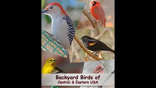 Identify Your Common Backyard Birds Central amp Eastern USA [upl. by Asilam]