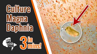 How to culture DAPHNIA MAGNA  The easy way [upl. by Dove]