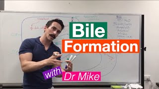 Bile Synthesis and Function [upl. by Neeoma]