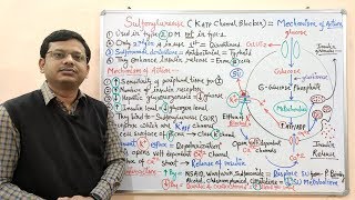 Diabetes Mellitus Part10 Mechanism of Action of Sulfonylurease  Antidiabetic Drugs  Diabetes [upl. by Lareneg]