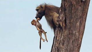 When This Baby Baboon Fell At The Mercy Of A Lion A Camera Recorded The Cat’s Incredible Reaction [upl. by Llevel]