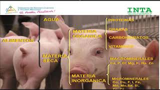 Formulación para la elaboración de concentrados caseros para cerdos y vacas [upl. by Mhoj255]