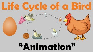 BIRD LIFE CYCLE  Animation [upl. by Shippee]