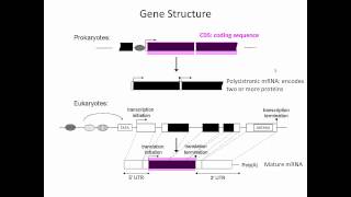 Gene Structure [upl. by Malvin]