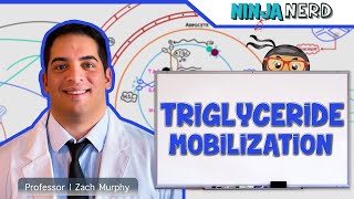 Metabolism  Mobilization of Triglycerides [upl. by Sidhu]