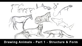 Drawing Animals for Beginners  Part 1  Structure amp Form [upl. by Annahsohs]