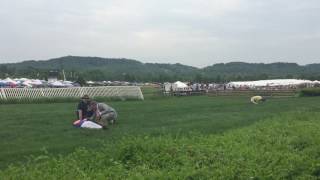 Jockeys injured in fall at Steeplechase [upl. by Elyak635]