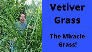 Vetiver Grass The Miracle Grass Why Arent You Growing This [upl. by Jemmie]