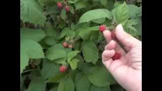 Raspberry Picking Technique and Guidelines [upl. by Alfred]