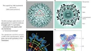 Structure of viruses Lecture 4 [upl. by Lema205]