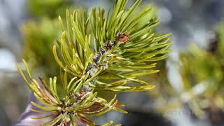 Pine Needle Scale  From the Ground Up [upl. by Yeo301]