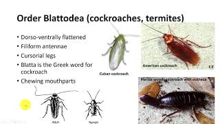 Insect Classification Part 2 [upl. by Almena]