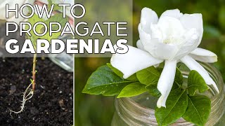 Propagating Gardenia  The Easy Method [upl. by Itsuj190]