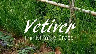 Vetiver The Miracle Grass [upl. by Raina]