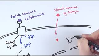 A2 Biology  Endocrine system and hormone types OCR A Chapter 141 [upl. by Giwdul]