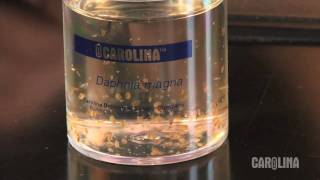 How to Care for Daphnia [upl. by Lesig702]