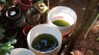 How to grow Green Water Algae [upl. by Nodnnarb69]