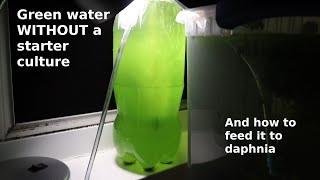 Green Water WITHOUT a Starter Culture  From Scratch  How To [upl. by Llertac]