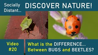 Bugs vs Beetles Whats the difference  Discover Nature 20 [upl. by Gabriel]