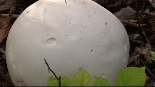 How to Identify and Eat White Puffball Mushrooms [upl. by Onitnerolf]