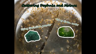 How To Culture Daphnia and Moinas using Green Water Spirulina powder [upl. by Hcahsem]