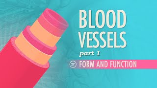 Blood Vessels Part 1  Form and Function Crash Course Anatomy amp Physiology 27 [upl. by Ahsac]