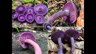 PILZE 2018 Violetter Lacktrichterling Lila Lackpilz LackBläuling Laccaria amethystina [upl. by Ahsienet618]