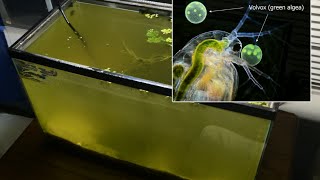 Raising Daphnia for the Freshwater Aquarium [upl. by Gladstone]