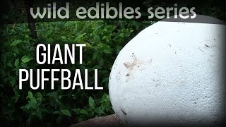 Giant Puffball  Wild Edibles Series [upl. by Aicilat212]