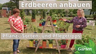 Erdbeeren Sorten Anbau und Pflege  MDR [upl. by Aihsaei]