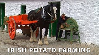 Vintage Potato Farming in Ireland Documentary [upl. by Bellamy]