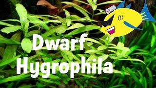 Dwarf Hygrophila Hygrophila polysperma Aquarium Plant [upl. by Westland]