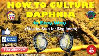 HOW TO CULTURE DAPHNIA In Easy Way [upl. by Hector]