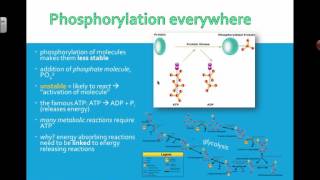 Phosphorylation 2016 IB Biology [upl. by Phail]