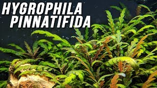 Species Spotlight  Hygrophila pinnatifida [upl. by Akimahs251]