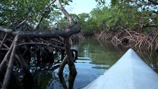 Lucaya Kayak amp Beach Tour  Shore Excursion  NCL [upl. by Mallina424]